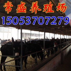 养殖场德州驴赚钱吗 烟台驴苗出售 三粉驴 乌头驴 小驴驹