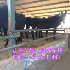 三粉驴 乌头肉驴仔价格 肉驴养殖利润 一头肉驴苗多少钱 德州...