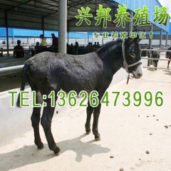 价格低廉品质好 三粉驴 肉驴 山东毛驴养殖 肉质优常年供应