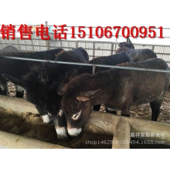 供应多品种规格毛驴 德州驴 关中驴 乌头驴 新疆驴 庆阳驴三...