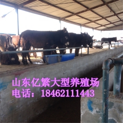 德州驴出肉率有多少 乌头驴价格 三粉驴 养殖肉驴苗的利润挣钱...