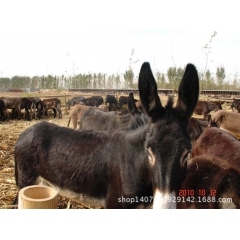 河北衡水有卖肉驴|肉驴养殖|肉驴价格 供应德州驴|乌头驴|三...