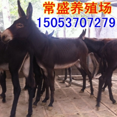 200斤驴苗目前多少钱一头 德州驴 三粉驴 乌头驴都适合育肥...