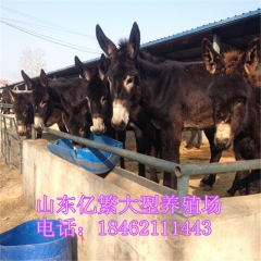 肉驴苗现在价格是什么行情 德州驴二百斤的多少钱 乌头驴 三粉...