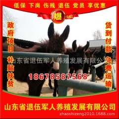 低价销售优质三粉驴 山东三粉驴 现货出后优良品种三粉驴价格低...