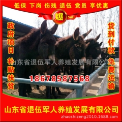 辽宁纯种三粉驴 低价销售正宗品种纯种三粉驴 纯种三粉驴养殖场