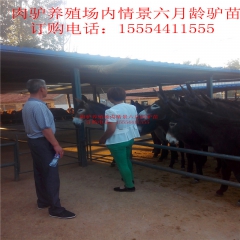 养殖肉驴效益好 购买德州驴 三粉驴 到山东肉驴基地品种全数量...