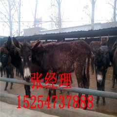 出售德州驴 肉驴苗价格 养殖三粉驴 肉驴技术
