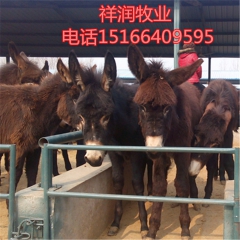 祥润养殖场德州驴 华北驴苗 三粉驴 乌头驴 小驴驹