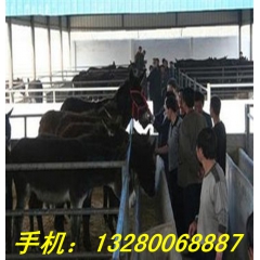 兰州肉驴养殖场 德州驴 乌头驴 三粉驴 毛驴 驴驹销售 新疆...