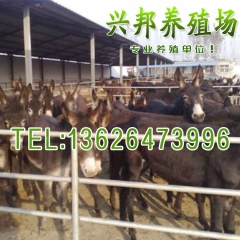 养殖杂交肉驴 改良肉驴 小驴苗 价格便宜肉驴 华北驴苗 三粉...