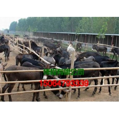 2015肉驴价格涨势看好 纯种德州肉驴 三粉驴