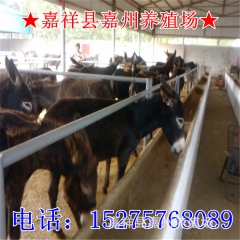 乌头驴驹子价格 华北哪里有肉驴养殖场 德州驴 华北驴苗 三粉...