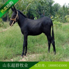 2016最新价格德州驴 肉驴驹 三粉驴 乌头驴等改良肉驴包运...