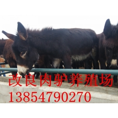 改良肉驴养殖效益 养驴的效益 种驴驴苗价格 三粉驴