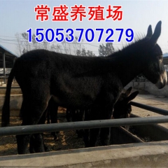 三粉驴 乌头驴 德州肉驴养殖多久出栏 去哪学习养殖技术