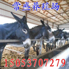 常盛养殖场常年为您提供优质的驴苗批发 三粉驴 乌头驴德州关中...