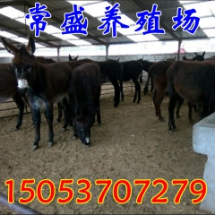 优质德州肉驴苗出售 纯种三粉驴 养殖肉驴收益见效快