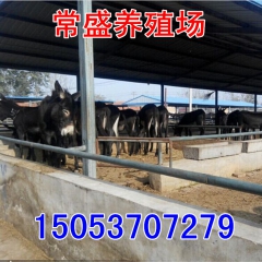 三粉驴 价格便宜市场好 驴苗价格 乌头驴农庄专用