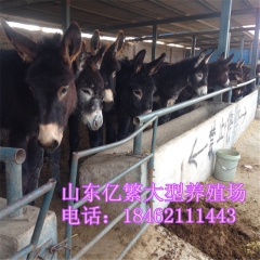 佳米 广灵价格 德州驴的出肉率多少 乌头驴苗价格行情 三粉驴