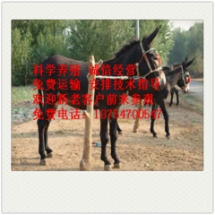 石家庄市 大型肉驴养殖场 乌头驴 三粉驴 德州驴 小驴驹 改...