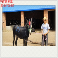 邢台市 大型肉驴养殖场 乌头驴 三粉驴 德州驴 小驴驹 改良...