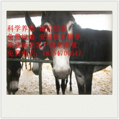 邯郸市 大型肉驴养殖场 乌头驴 三粉驴 德州驴 小驴驹 改良...