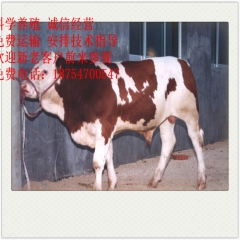 保定市 大型肉驴养殖场 乌头驴 三粉驴 德州驴 小驴驹 改良...