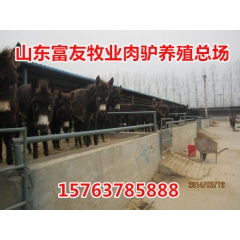 急售一批优质三粉驴  乌头驴驴驹驴苗价格