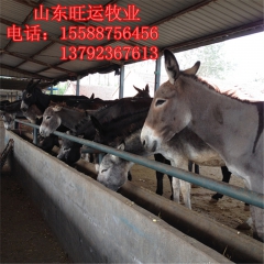 长治哪里有肉驴养殖技术 乌头驴价格 德州驴 三粉驴 肉驴崽 ...