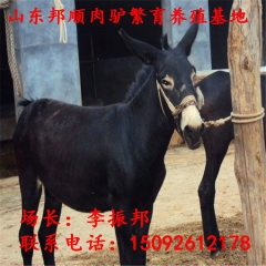 兰州肉驴养殖场 德州驴 乌头驴 三粉驴 毛驴 驴驹销售