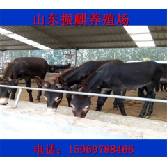 山东驴驹子价格 哪里有肉驴养殖场 德州驴 驴苗 三粉驴
