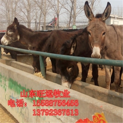 代孕肉驴价格 新疆小驴驹养殖西城区 纯种德州驴 三粉驴 乌头...