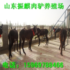 重点推荐  肉驴 三粉驴 德州驴 关东驴