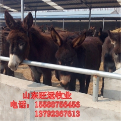 容城县哪里有肉驴养殖场 德州驴 华北驴苗 三粉驴 乌头驴驹子...