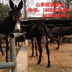 崇义县哪里有肉驴养殖场 德州驴 华北驴苗 三粉驴 乌头驴驹子...