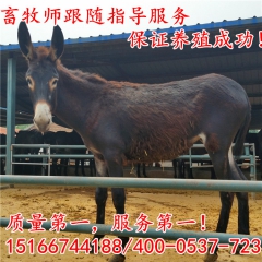 肉驴繁殖基地出售纯种德州驴 三粉驴 改良肉驴苗 厂家直销