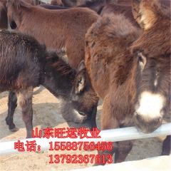 宝鸡哪里有肉驴养殖场 德州驴 华北驴苗 三粉驴 乌头驴驹子价...