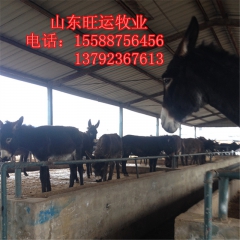 菏泽哪里有肉驴养殖场 德州驴 华北驴苗 三粉驴 乌头驴驹子价...