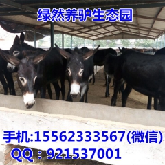 德州驴肉驴养殖场 三粉驴 关中驴 佳米驴价格