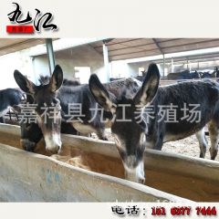 山东九江养殖场出售优质肉驴 德州驴 三粉驴