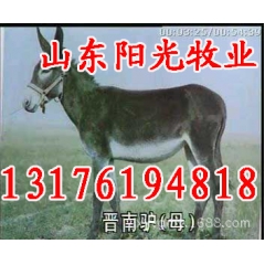 供应养殖优质肉驴 肉驴品种齐全 改良肉驴 德州驴 三粉驴