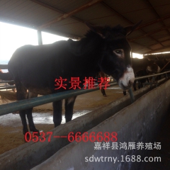 供应德州驴 三粉驴 乌头驴 关中驴 免费提供全面的养殖技术 ...