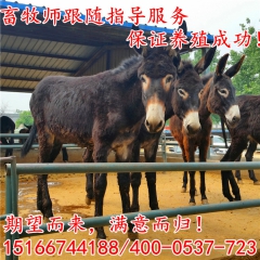改良肉驴 德州驴驴苗 幼年德州驴价格 供应三粉驴 乌头驴