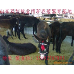 出售改良育肥肉驴种驴驹 德州驴 乌头驴 三粉驴 佳米驴 新疆...