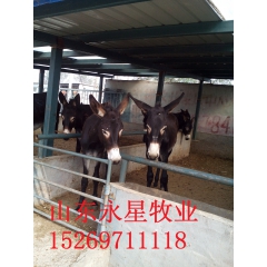 出售三粉驴 小驴苗免费提供养殖技术 德州驴养殖价格低