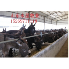 常年供应德州驴 云南驴 三粉驴 乌头驴 关中驴体型大 肉驴成...