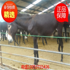 优良肉驴养殖育肥品种 乌头驴 德州驴 三粉驴 关中驴