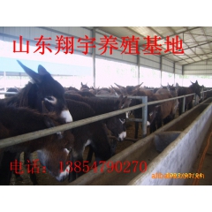 养殖【三粉驴 乌头驴 佳米驴】市场价格 育肥种驴行情