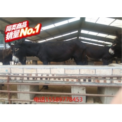 大型养驴场出售一批肉驴 德州驴 三粉驴 新疆驴 驴苗
